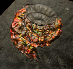 Rainbow iridescent Caloceras ammonite fossil with encrusting bivalve shell 38mm