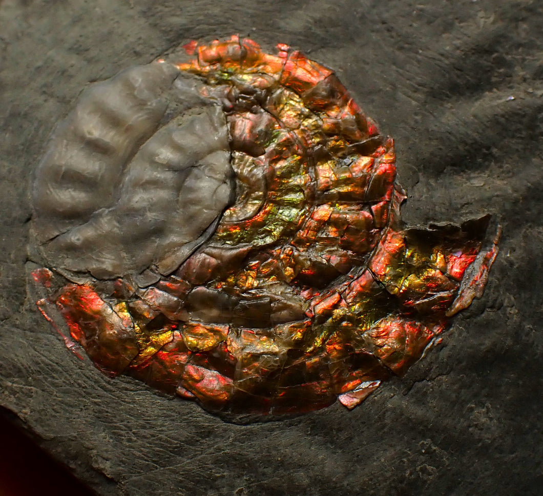 Rainbow iridescent Caloceras ammonite fossil with encrusting bivalve shell 38mm