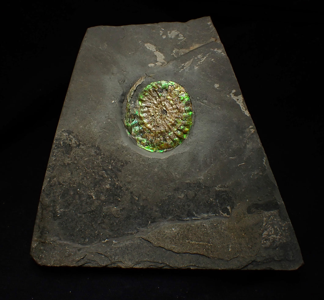 Green iridescent Caloceras display ammonite fossil 38mm