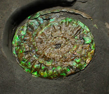 Load image into Gallery viewer, Green iridescent Caloceras display ammonite fossil 38mm
