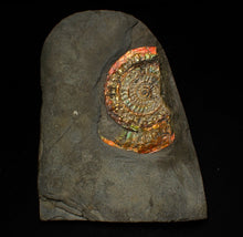 Load image into Gallery viewer, Rainbow iridescent Caloceras ammonite fossil display piece 68mm

