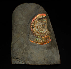 Rainbow iridescent Caloceras ammonite fossil display piece 68mm
