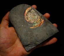 Load image into Gallery viewer, Rainbow iridescent Caloceras ammonite fossil display piece 68mm
