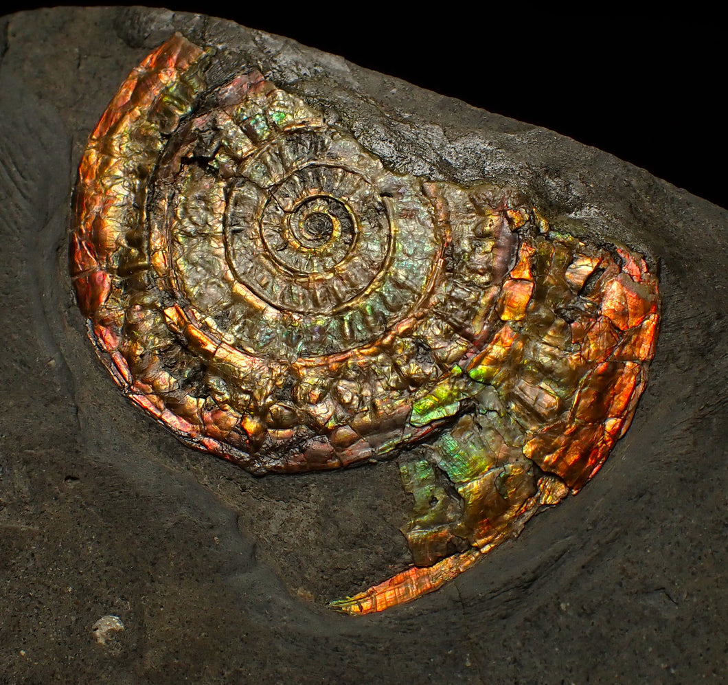 Rainbow iridescent Caloceras ammonite fossil display piece 68mm