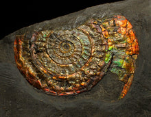 Load image into Gallery viewer, Rainbow iridescent Caloceras ammonite fossil display piece 68mm
