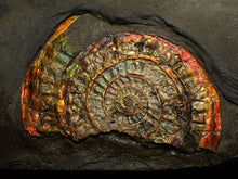 Load image into Gallery viewer, Rainbow iridescent Caloceras ammonite fossil display piece 68mm
