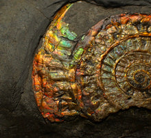 Load image into Gallery viewer, Rainbow iridescent Caloceras ammonite fossil display piece 68mm
