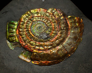 Rainbow iridescent Caloceras ammonite fossil display piece 88mm