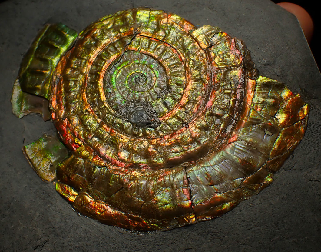 Rainbow iridescent Caloceras ammonite fossil display piece 88mm
