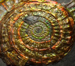Rainbow iridescent Caloceras ammonite fossil display piece 88mm