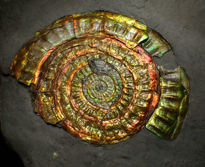 Rainbow iridescent Caloceras ammonite fossil display piece 88mm