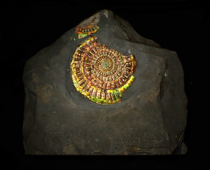 Large rainbow iridescent Caloceras ammonite fossil display piece 93mm