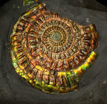 Load image into Gallery viewer, Large rainbow iridescent Caloceras ammonite fossil display piece 93mm
