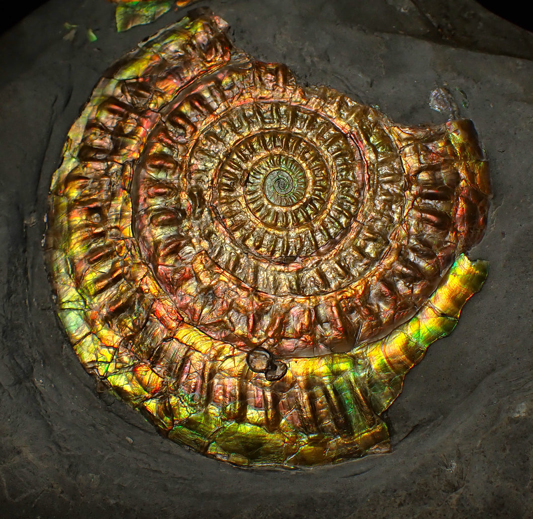 Large rainbow iridescent Caloceras ammonite fossil display piece 93mm