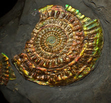 Load image into Gallery viewer, Large rainbow iridescent Caloceras ammonite fossil display piece 93mm
