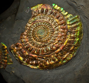 Large rainbow iridescent Caloceras ammonite fossil display piece 93mm