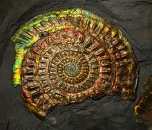 Load image into Gallery viewer, Large rainbow iridescent Caloceras ammonite fossil display piece 93mm
