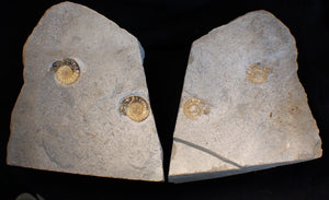 "Popped" large calcite multi-Xipheroceras ammonite display piece