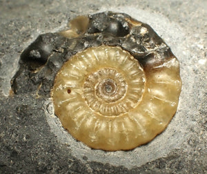 "Popped" large calcite multi-Xipheroceras ammonite display piece