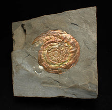 Load image into Gallery viewer, Rainbow iridescent Psiloceras ammonite fossil
