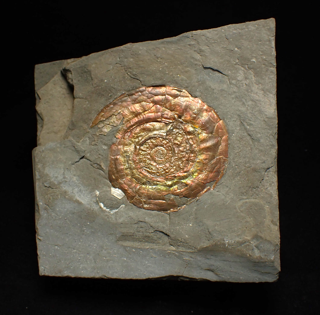 Rainbow iridescent Psiloceras ammonite fossil