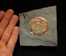 Load image into Gallery viewer, Rainbow iridescent Psiloceras ammonite fossil
