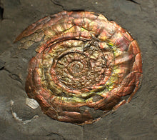 Load image into Gallery viewer, Rainbow iridescent Psiloceras ammonite fossil
