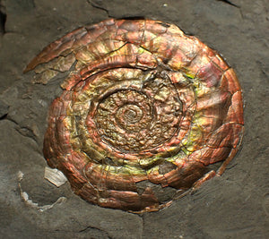 Rainbow iridescent Psiloceras ammonite fossil