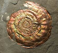 Load image into Gallery viewer, Rainbow iridescent Psiloceras ammonite fossil
