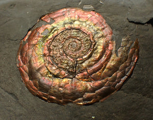 Rainbow iridescent Psiloceras ammonite fossil