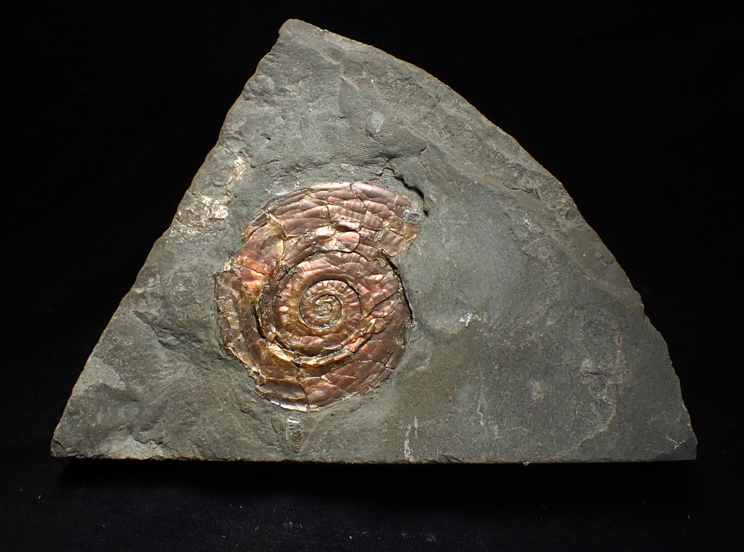 Iridescent Psiloceras ammonite fossil 57mm
