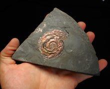 Load image into Gallery viewer, Iridescent Psiloceras ammonite fossil 57mm
