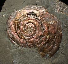Load image into Gallery viewer, Iridescent Psiloceras ammonite fossil 57mm
