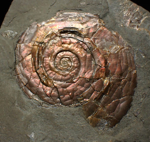 Iridescent Psiloceras ammonite fossil 57mm