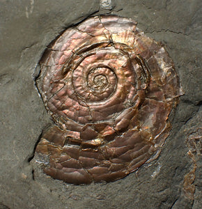 Iridescent Psiloceras ammonite fossil 57mm