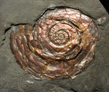 Load image into Gallery viewer, Iridescent Psiloceras ammonite fossil 57mm
