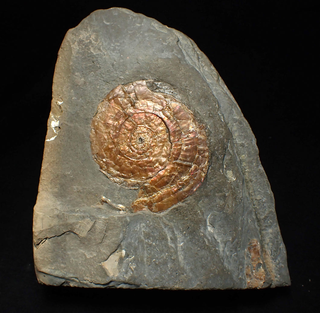 Iridescent Psiloceras ammonite fossil 57mm