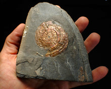 Load image into Gallery viewer, Iridescent Psiloceras ammonite fossil 57mm
