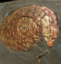 Load image into Gallery viewer, Iridescent Psiloceras ammonite fossil 57mm
