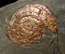 Load image into Gallery viewer, Iridescent Psiloceras ammonite fossil 57mm
