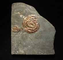 Load image into Gallery viewer, Iridescent Psiloceras ammonite fossil 45mm
