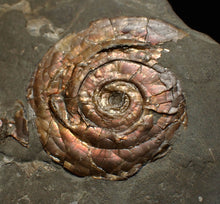 Load image into Gallery viewer, Iridescent Psiloceras ammonite fossil 45mm
