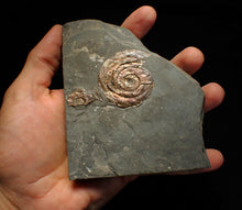 Load image into Gallery viewer, Iridescent Psiloceras ammonite fossil 45mm
