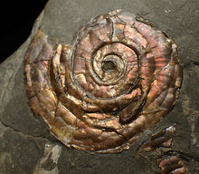 Load image into Gallery viewer, Iridescent Psiloceras ammonite fossil 45mm
