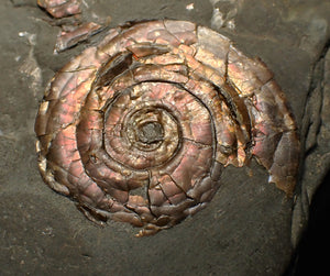Iridescent Psiloceras ammonite fossil 45mm