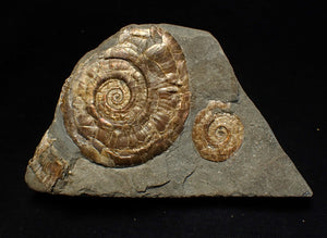 Iridescent Psiloceras multi-ammonite fossil display piece