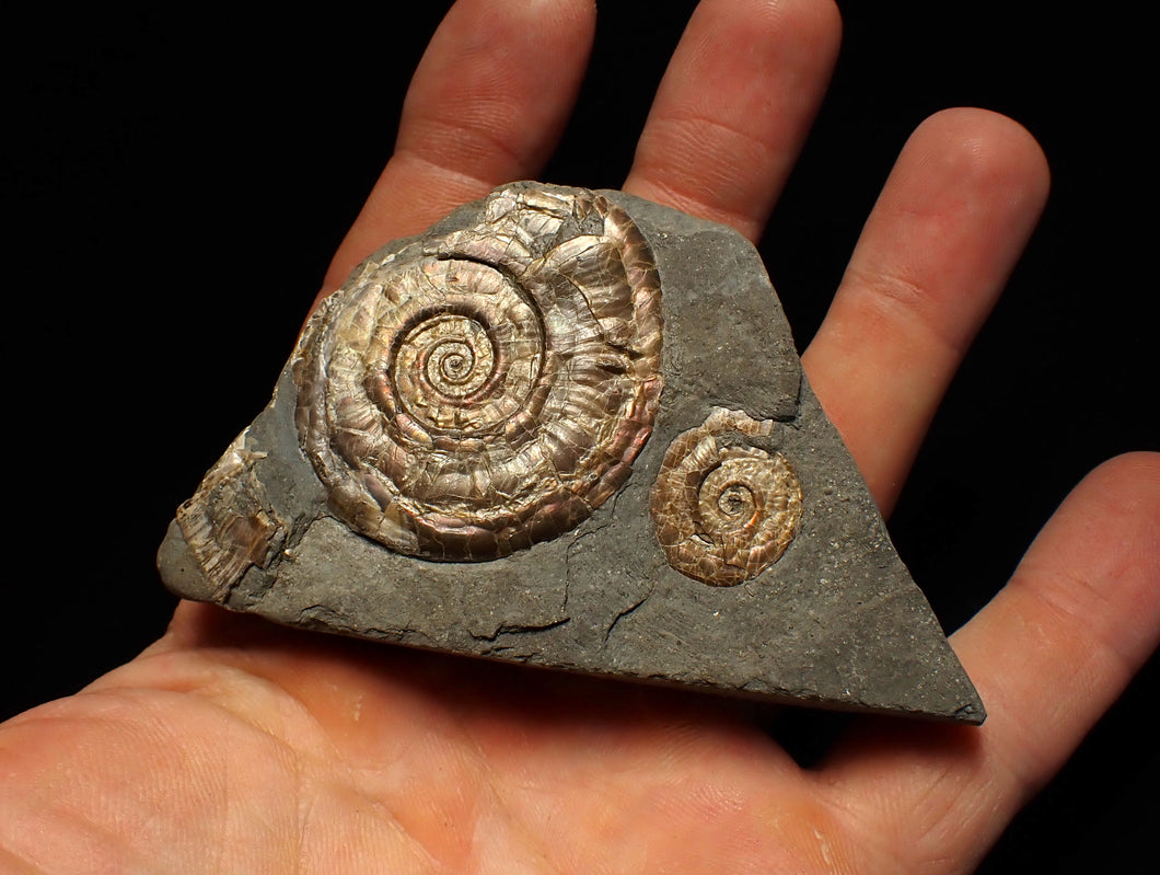 Iridescent Psiloceras multi-ammonite fossil display piece