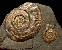 Load image into Gallery viewer, Iridescent Psiloceras multi-ammonite fossil display piece
