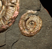 Load image into Gallery viewer, Iridescent Psiloceras multi-ammonite fossil display piece
