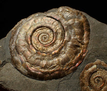 Load image into Gallery viewer, Iridescent Psiloceras multi-ammonite fossil display piece
